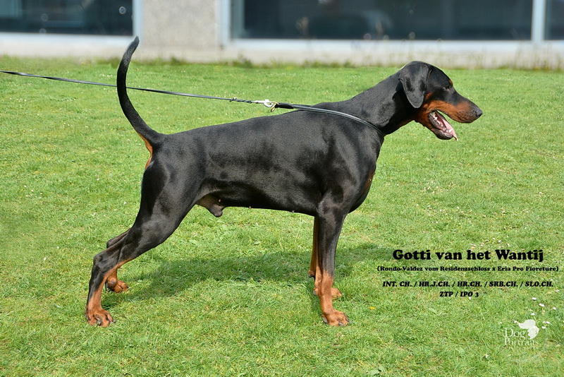 Gotti